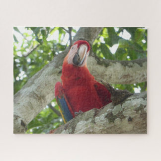 Wildlife Puzzle: Colorful Red Parrot Jigsaw Puzzle