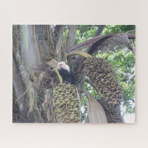 Wildlife Puzzle Cute Capuchin Monkey in Tree Jigsaw Puzzle
