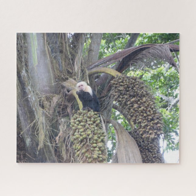 Wildlife Puzzle: Cute Capuchin Monkey in Tree Jigsaw Puzzle (Horizontal)