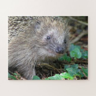 Wildlife Puzzle: Cute Hedgehog