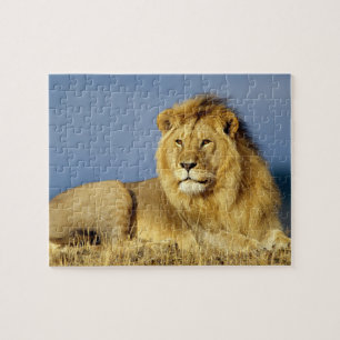 Wildlife Puzzle-Lion Jigsaw Puzzle