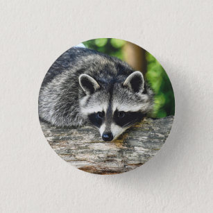 Wildlife Raccoon Log Mammal Photo Button