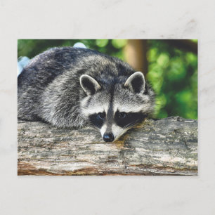 Wildlife Raccoon Log Mammal Photo Postcard