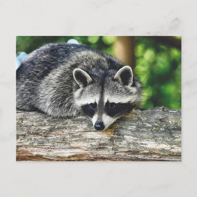 Wildlife Raccoon Log Mammal Photo Postcard (Front)