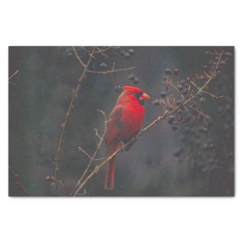 Wildlife Red Cardinal Photo Tissue Paper