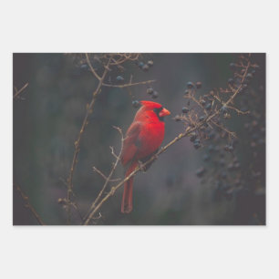 Wildlife Red Cardinal Photo Wrapping Paper Sheets