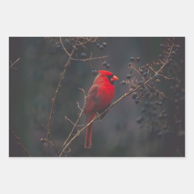 Wildlife Red Cardinal Photo Wrapping Paper Sheets (Front)