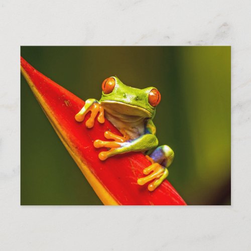 Wildlife Red Eyed Tree Frog Photo Postcard