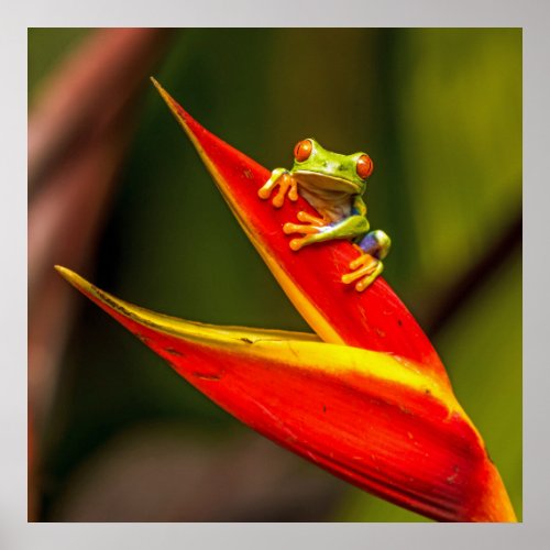 Wildlife Red Eyed Tree Frog Photo Poster