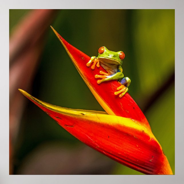 Wildlife Red Eyed Tree Frog Photo Poster (Front)