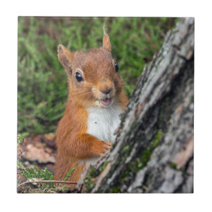 wildlife Red Squirrel Ceramic Tile