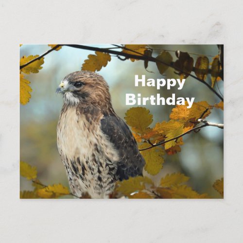 Wildlife Red Tailed Hawk Autumn Photo Birthday Postcard