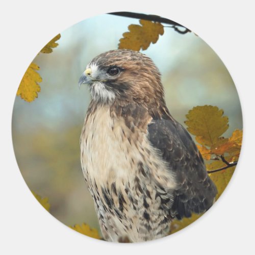 Wildlife Red Tailed Hawk Autumn Photo Classic Round Sticker