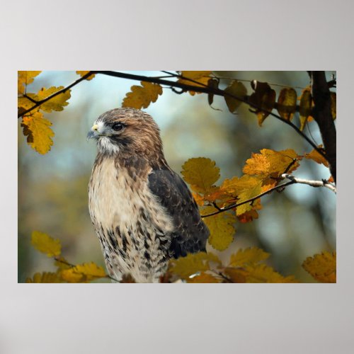 Wildlife Red Tailed Hawk Autumn Photo Poster