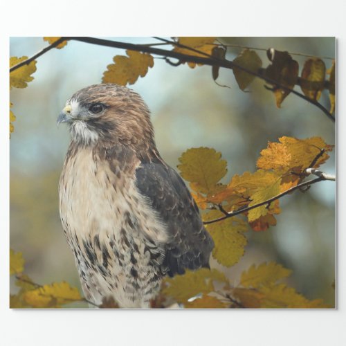 Wildlife Red Tailed Hawk Autumn Photo Wrapping Paper