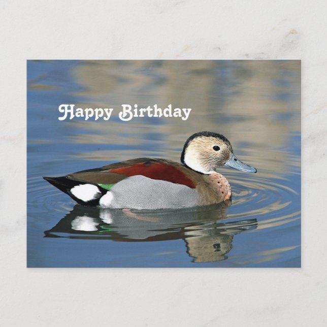 Wildlife Ringed Teal Duck Photo Birthday Postcard (Front)