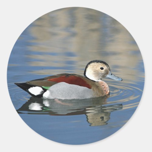 Wildlife Ringed Teal Duck Photo Classic Round Sticker