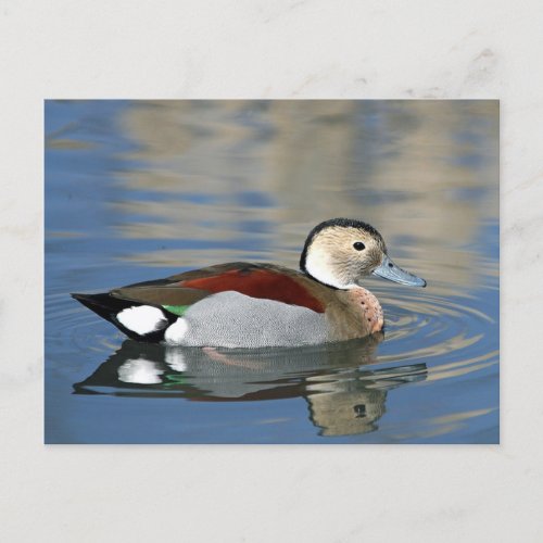 Wildlife Ringed Teal Duck Photo Postcard