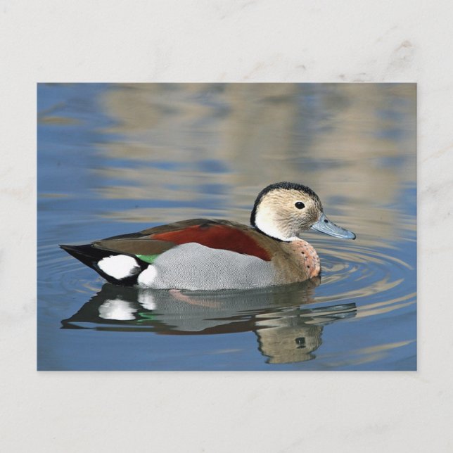 Wildlife Ringed Teal Duck Photo Postcard (Front)