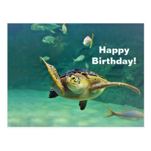 Happy Turtle Postcards - No Minimum Quantity 