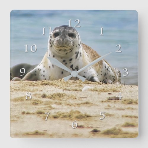 Wildlife Seal Beach La Jolla Cove Square Wall Clock