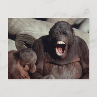 Wildlife Set - Primates 1 Postcard
