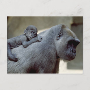 Wildlife Set - Primates 3 Postcard
