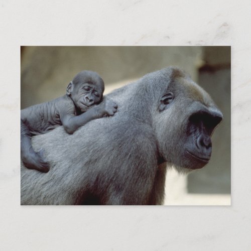 Wildlife Set _ Primates 3 Postcard