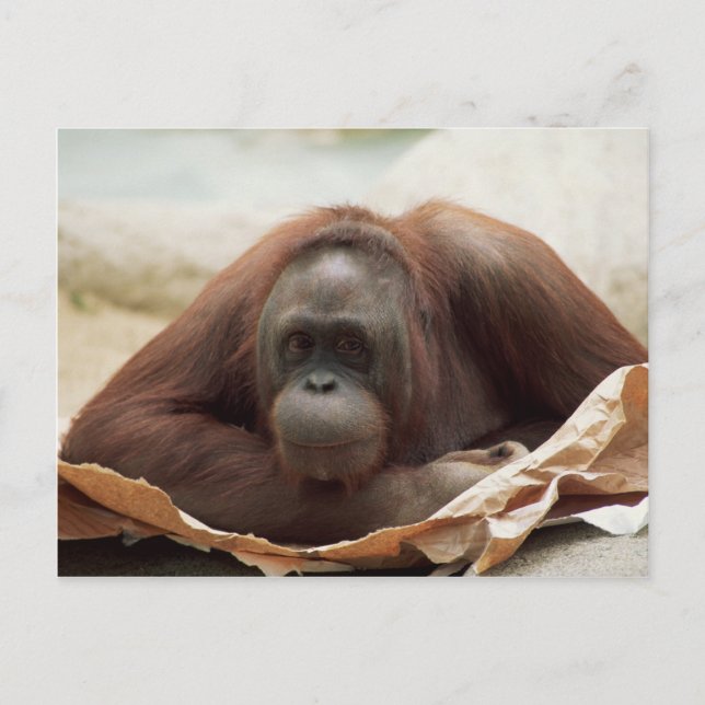 Wildlife Set - Primates 7 Postcard (Front)