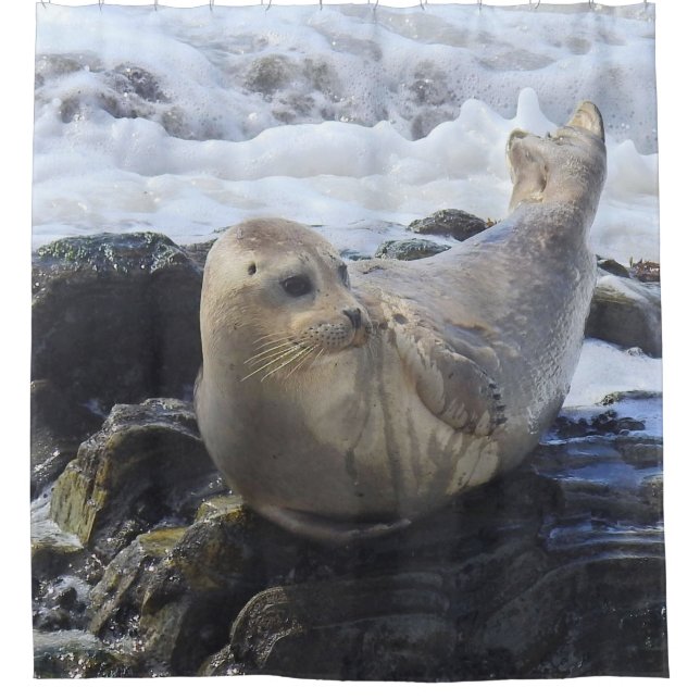 Wildlife shower curtain, harbor seal, marine life curtain (Front)