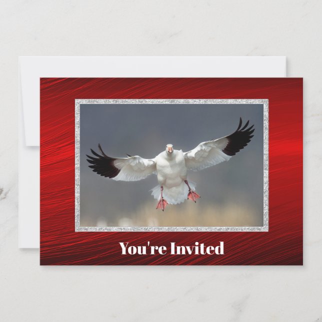 Wildlife Snow Goose Photo Birthday Invitation (Front)