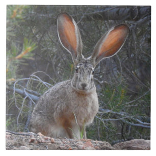 Wildlife tile, ceramic, rabbits, jackrabbit ceramic tile