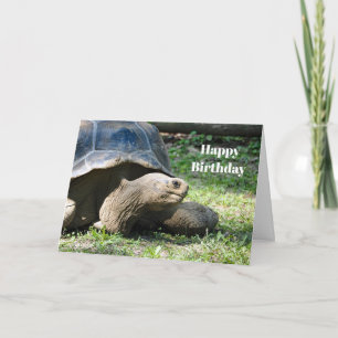 Wildlife Tortoise Photo Birthday Card