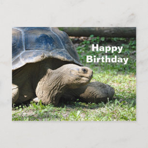 Wildlife Tortoise Photo Birthday Postcard