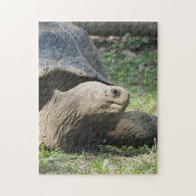 Wildlife Tortoise Photo Jigsaw Puzzle (Vertical)