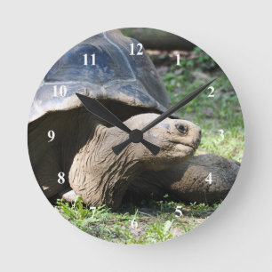 Wildlife Tortoise Photo Round Clock