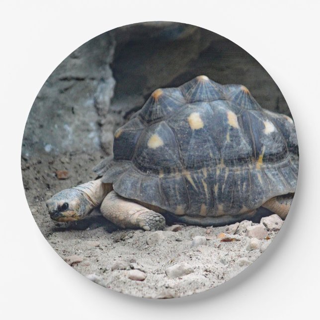 Wildlife Tortoise Reptile Photo Paper Plates (Front)