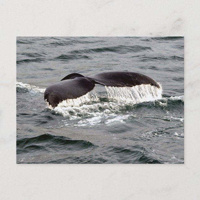 Wildlife Whale Tail Alaska Photo Postcard (Front)