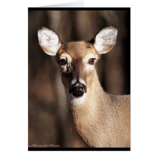 Wildlife Whitetail Deer Doe Portrait (Front)