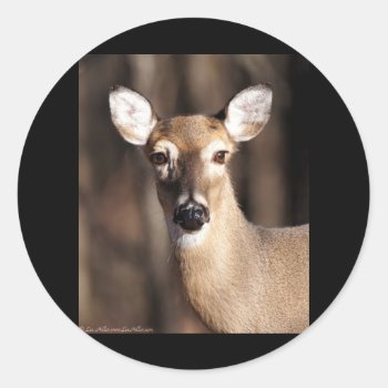 Wildlife Whitetail Deer Doe Portrait Classic Round Sticker by leehillerloveadvice at Zazzle