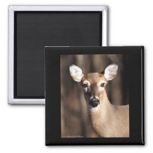Wildlife Whitetail Deer Doe Portrait Magnet