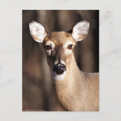 Wildlife Whitetail Deer Doe Portrait Postcard