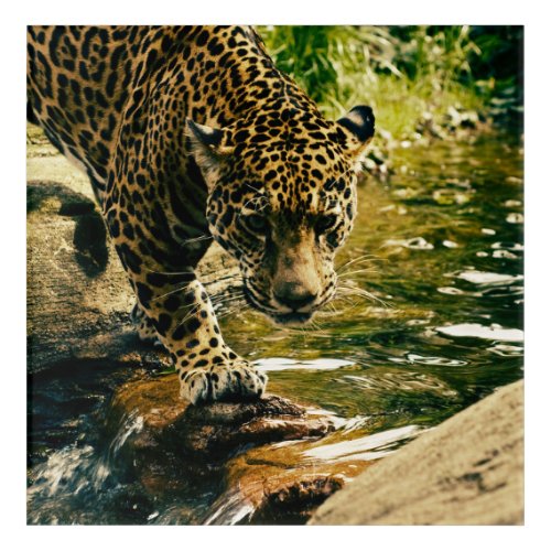 Wildlife Wildcat Animal Leopard Nature  Acrylic Print