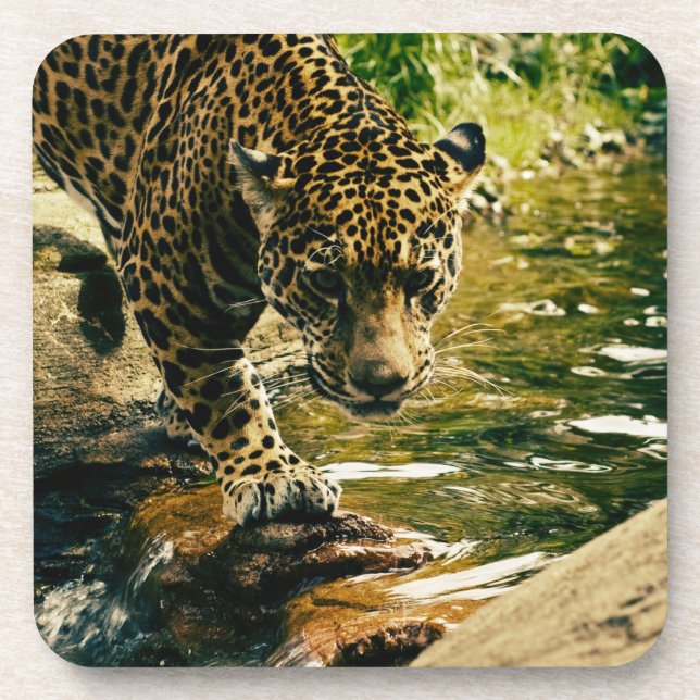 Wildlife Wildcat Animal Leopard Nature Beverage Coaster (Front)