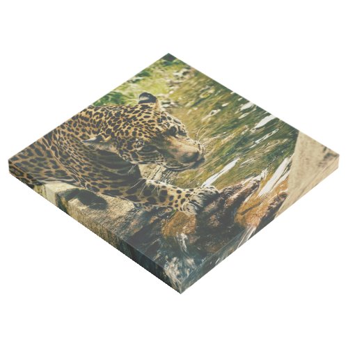 Wildlife Wildcat Animal Leopard Nature  Gallery Wrap