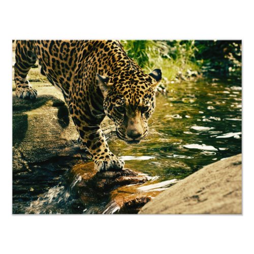 Wildlife Wildcat Animal Leopard Nature Photo Print