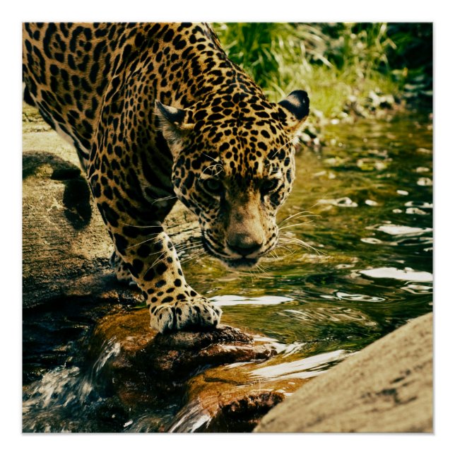 Wildlife Wildcat Animal Leopard Nature Poster (Front)