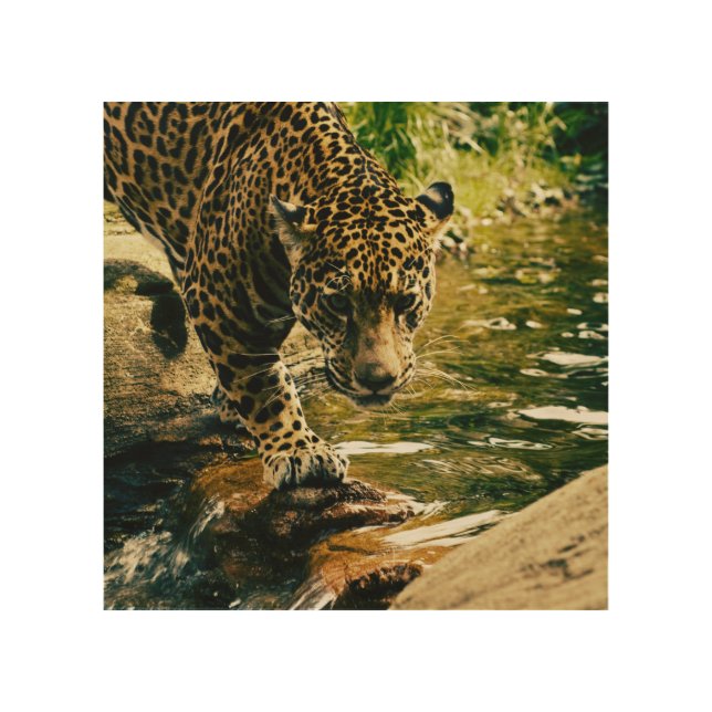 Wildlife Wildcat Animal Leopard Nature  Wood Wall Art (Front)