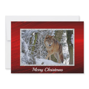 Wildlife Wolf Snow Photo Christmas Flat Holiday Card