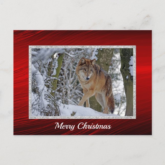 Wildlife Wolf Snow Photo Christmas Postcard (Front)
